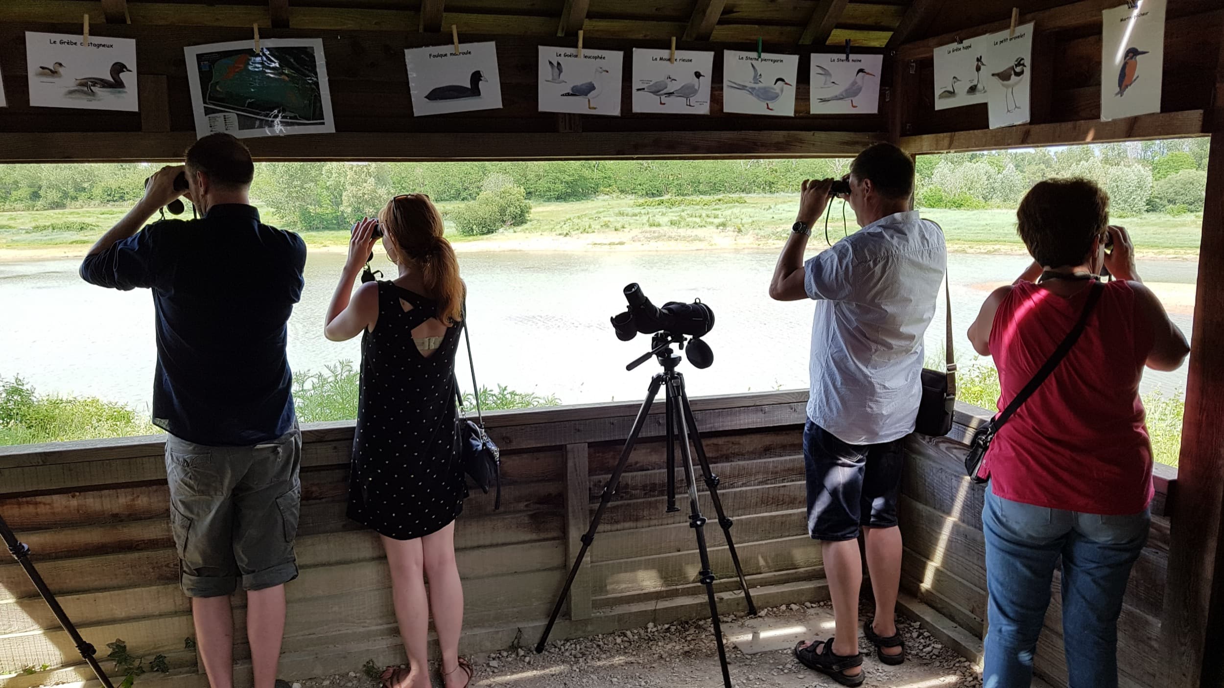 Les oiseaux des zones humides