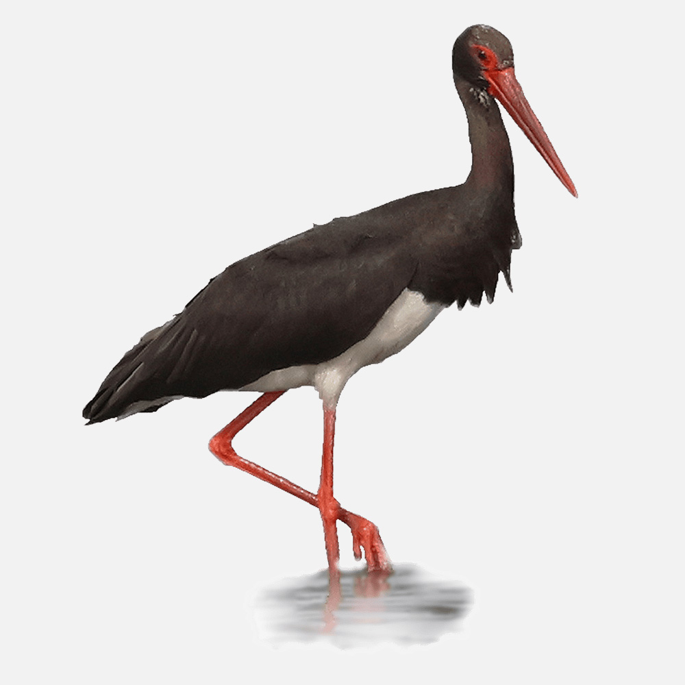 Les oiseaux des zones humides