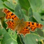 Les papillons