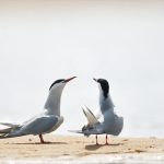 Nos amies les sternes