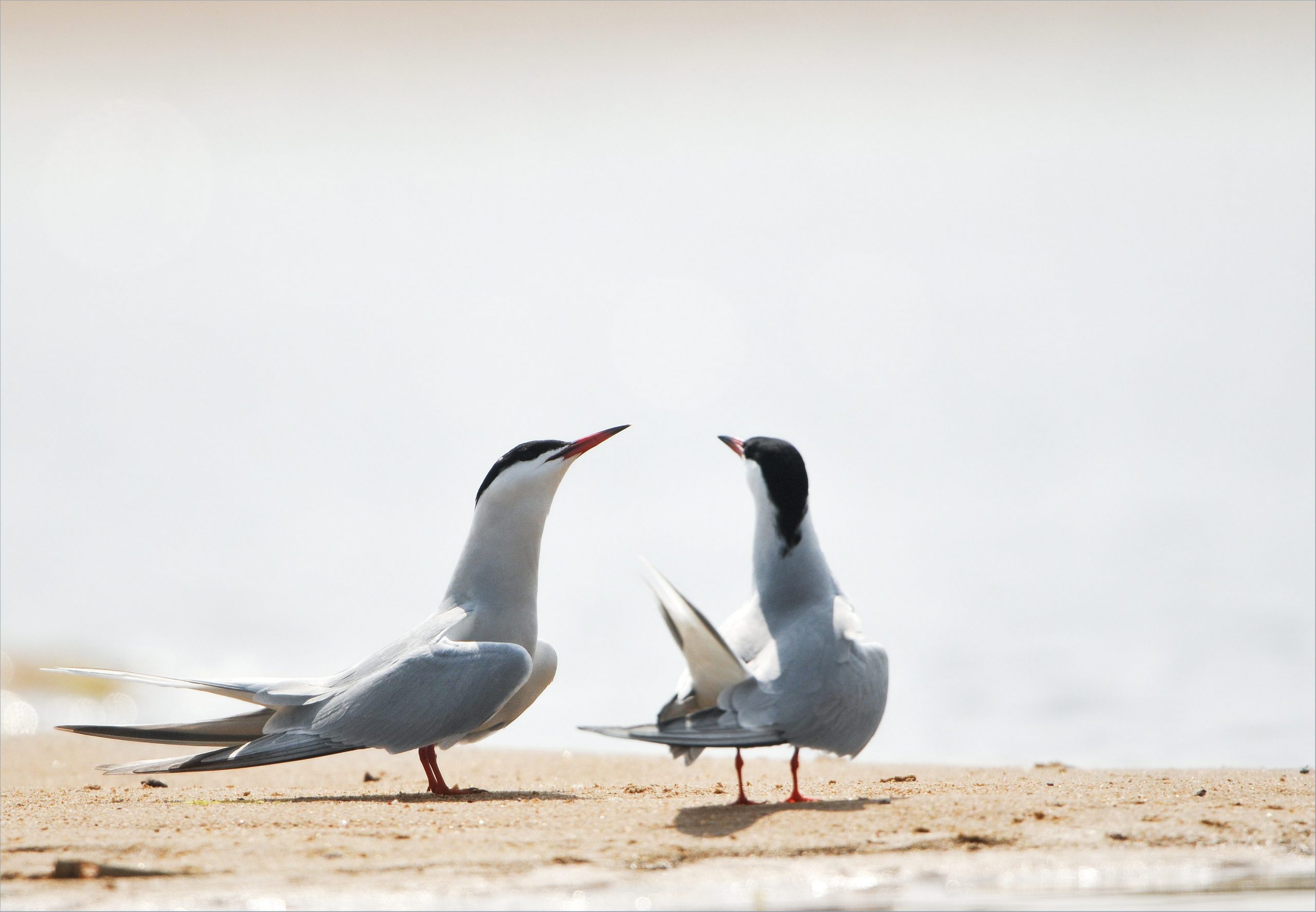 Nos amies les sternes