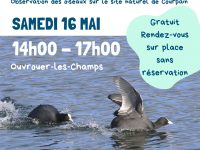 Les oiseaux des zones humides